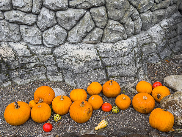 Halloween pumpkins are arranged in front of the stones of the dungeon wall for decorative purposes.