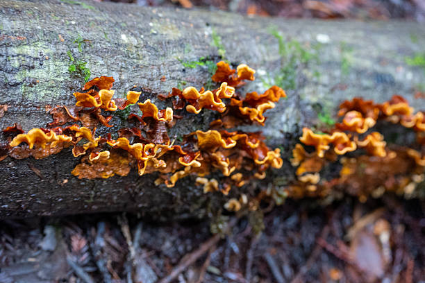 istock Wild mushrooms on felled log 2239098267