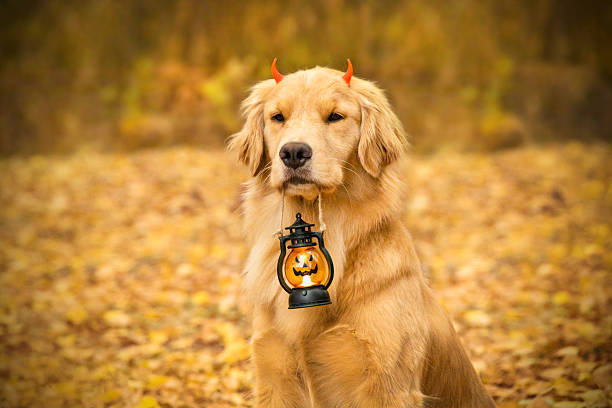 Golden retriever with horns holds a lantern in his teeth. Halloween photo shoot in the autumn golden forest