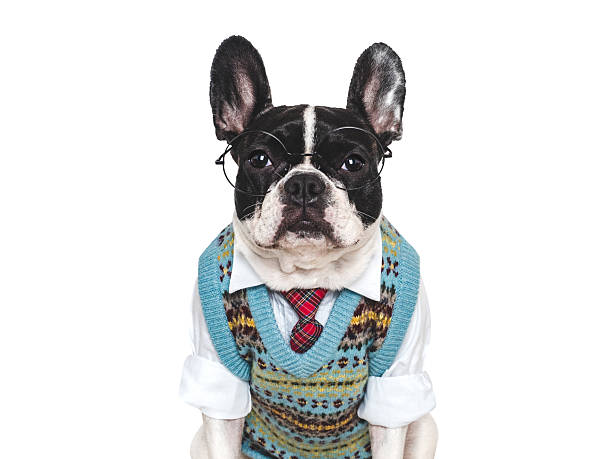 istock Cute puppy, glasses, vest and red tie. Studio shot 2239100980