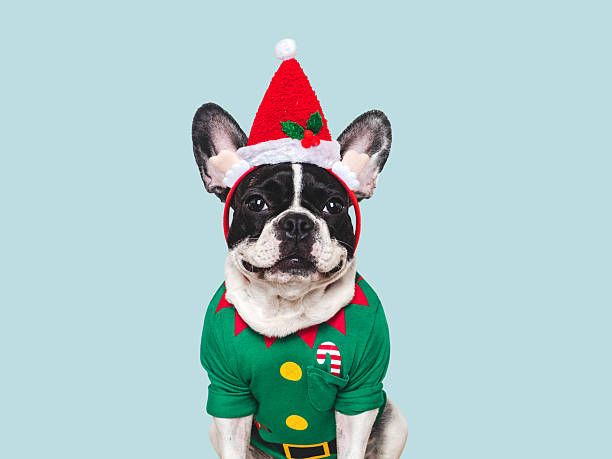 istock Cute puppy and Christmas elf costume. Studio shot 2239101062