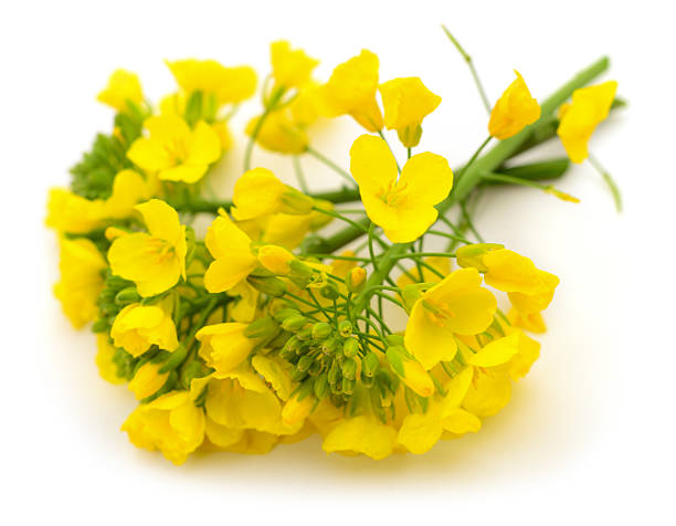 istock Rapeseed flowers isolated on white background 2239102139