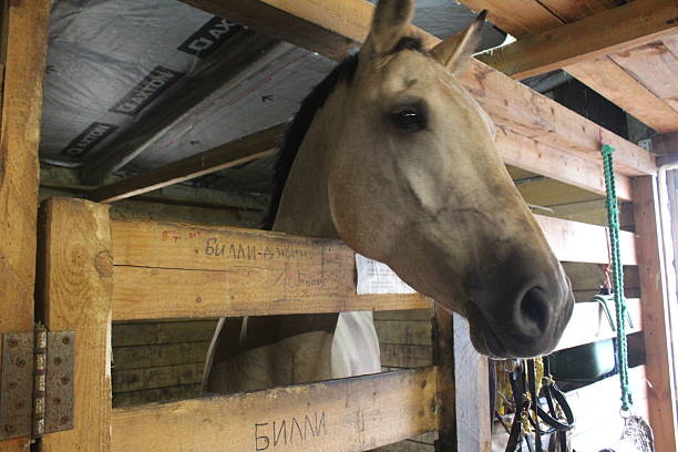 Sand-colored horse's head with black mane, close-up. Symbol 2026.