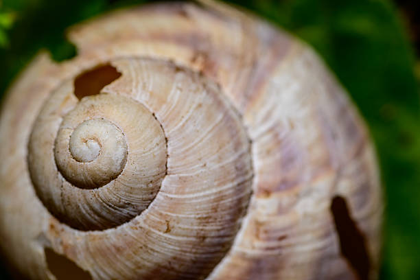 istock Close-Up of Spiral Snail Shell on Leaf 2239104511
