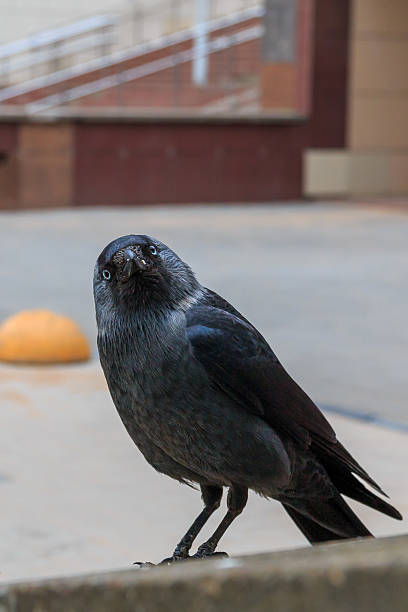 istock The amazing look of crows 2239105702