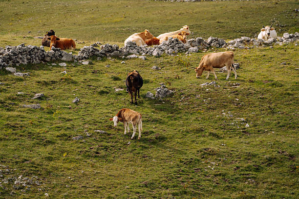 Herd of cows resting by a clear stream in a green meadow, rolling hills and blue sky with white clouds in Hayedo de la Tejera Negra, Spain — peaceful pastoral landscape