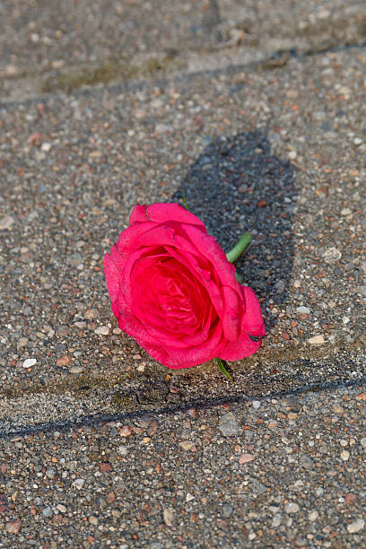 istock A red rose lies on the asphalt 2239106356