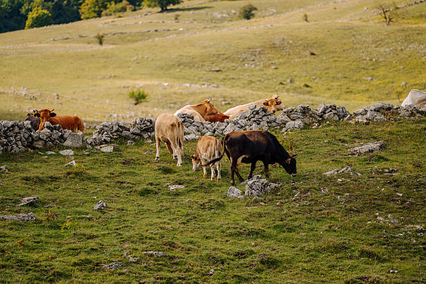 Distant view of one tree in a dry ground farm landscape with some cows, with copy space