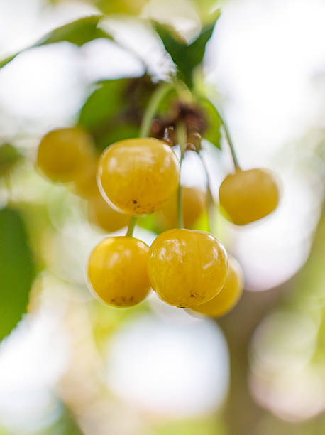 istock A bunch of yellow cherries hanging from a tree 2239106889