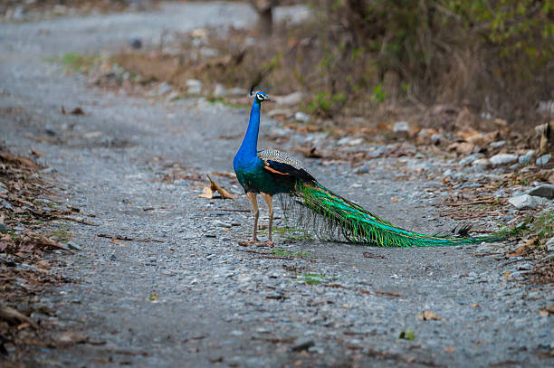 istock Indian Peacock Walking on a Forest Path in India 2239109006