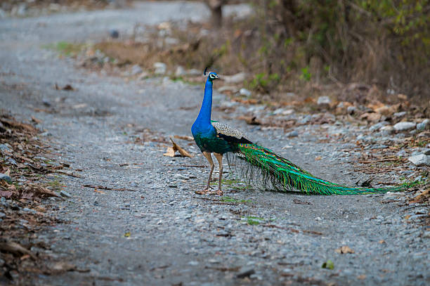istock Indian Peacock Walking on a Forest Path in India 2239109007