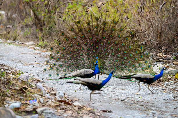 A group of Indian peacocks (Pavo cristatus) captured on a forest trail in India. One male peacock fans out its iridescent feathers in a courtship display while others walk nearby. The image captures the vibrant colors, behavior, and natural environment of India’s national bird, symbolizing grace and biodiversity.