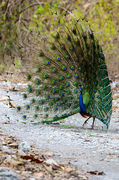 istock Indian Peacock Spreading Feathers on a Forest Path in India 2239109075
