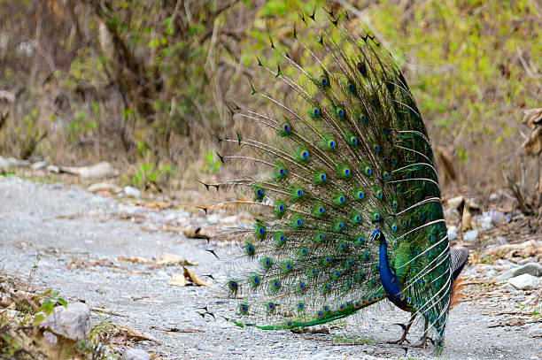 istock Indian Peacock Spreading Feathers on a Forest Path in India 2239109076