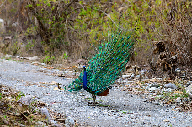 istock Indian Peacock Displaying Feathers on a Forest Path in India 2239109082