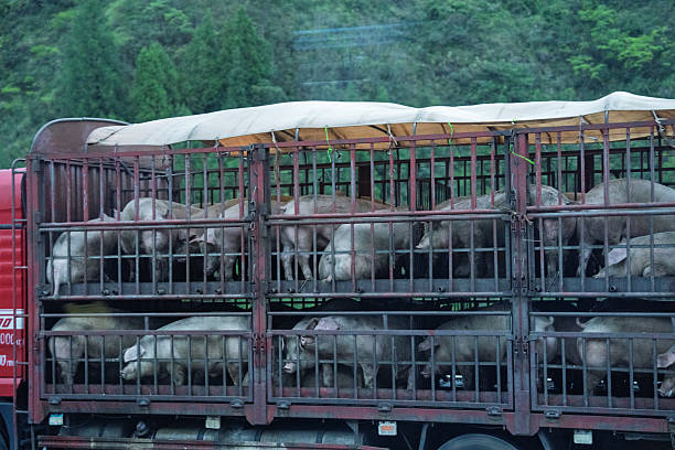 istock Transport truck for transporting live pigs 2239110333