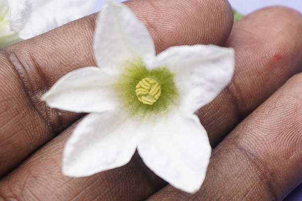 istock Coccinia indica flower is small, white, star-shaped with delicate petals 2239110583