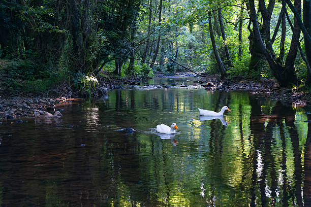 A serene creek scene with several white ducks (Anas platyrhynchos domesticus) swimming leisurely. The water is clear, reflecting the lush greenery of the surrounding forest. Trees with thick trunks and branches arch over the creek, casting dappled shadows on the water. Stones and small logs are scattered along the shallow water, creating gentle ripples. The environment is tranquil, with dense vegetation lining the banks, typical of a peaceful forested area.