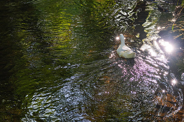 A serene creek scene with several white ducks (Anas platyrhynchos domesticus) swimming leisurely. The water is clear, reflecting the lush greenery of the surrounding forest. Trees with thick trunks and branches arch over the creek, casting dappled shadows on the water. Stones and small logs are scattered along the shallow water, creating gentle ripples. The environment is tranquil, with dense vegetation lining the banks, typical of a peaceful forested area.