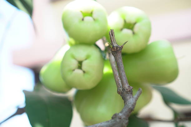 A detailed close-up of mature Syzygium fruits, commonly referred to as water apples or wax apples, prominently displayed on a tree branch in a garden setting. This temperate to tropical species showcases its characteristic glossy, green exocarp, indicative of its ripeness. The high moisture content and distinctive flavor profile of this fruit make it an excellent subject for botanical photography.