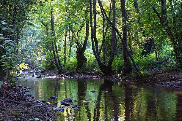 Serene woodland scene in a forest, featuring a gently flowing stream surrounded by tall, slender trees. Sunlight filters through the dense green foliage, casting reflections on the water. The lush greenery includes various shrubs and plants, creating a vibrant, natural atmosphere. The forest floor is covered in undergrowth and scattered rocks, adding to the tranquil setting.