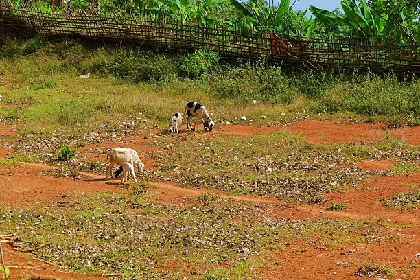 Several sheep grazing on dry reddish soil field surrounded by green plants in a rural area.