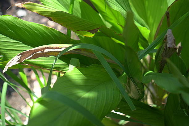 istock healthy green of a tropical leaf 2239114376