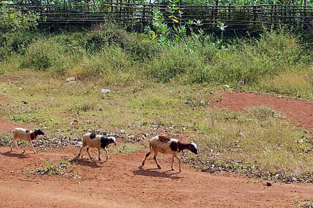 Several sheep walking in line on reddish field with green vegetation background.