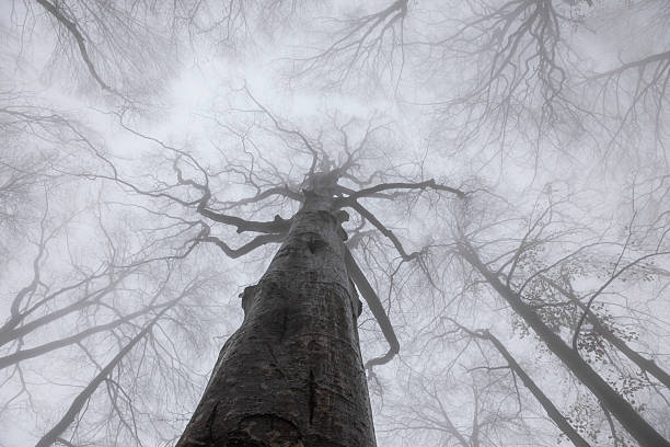Beautiful trees seen from the ground looking up, in winter