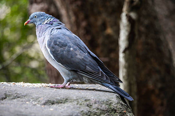 istock A Eurasian Collared-Dove strolls along a sunlit wall, its soft gray plumage and distinctive black crescent collar contrasting with the rustic texture. A serene and elegant sight. 2239118336