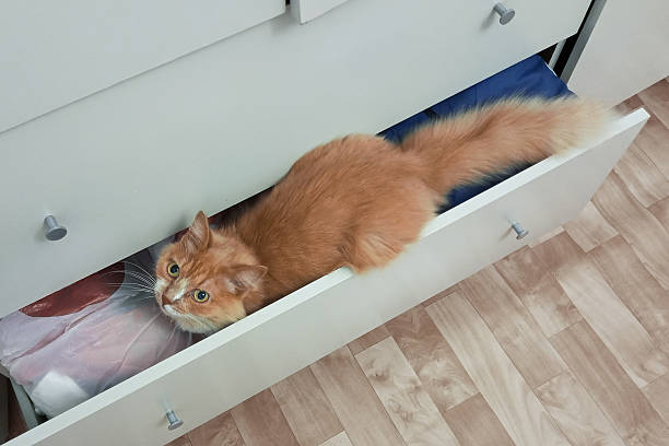 istock A ginger cat lying in an open closet drawer looking at the camera. View from above. 2239119968