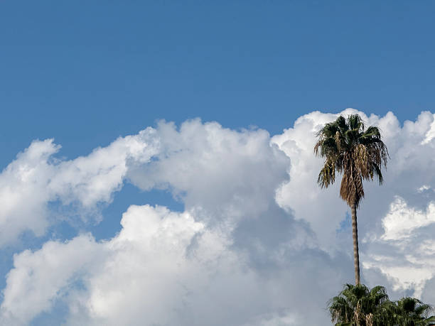 Palm tree from Cannes, France