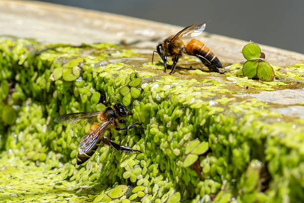 Honey bees drinking water on green plants