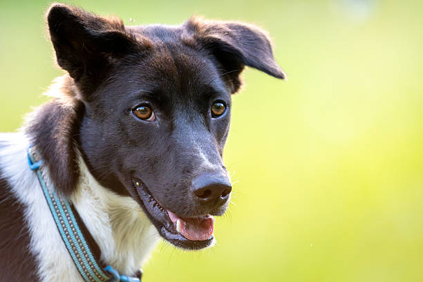 A small black and brown dog, securely fitted in a safety harness, stands out vividly on a bustling street, curiously observing its vibrant urban surroundings that are brimming with activity