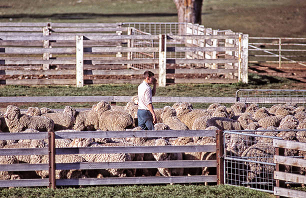 Oatlands, Tasmania, Australia, March 4, 2012: Outdoor view from a distance of a single farmer inside a holding pen working with his Merino sheep flock
