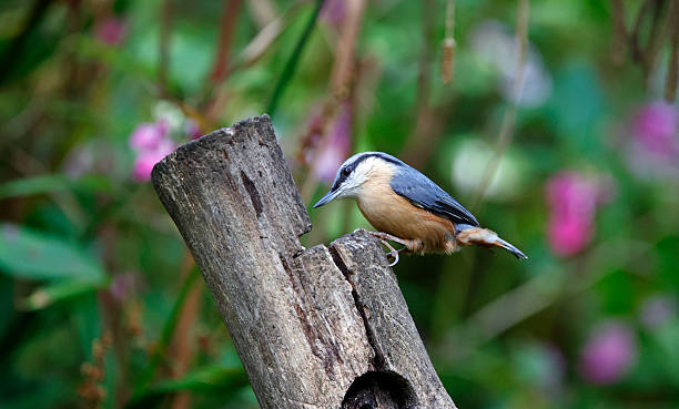 istock Nuthatch at a woodland feeding site 2239122800