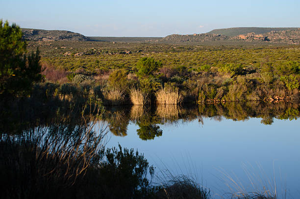 Bushmanskloof's tranquil waters perfectly mirror the vibrant fynbos landscape and reeds, inviting viewers to appreciate its serene natural beauty.