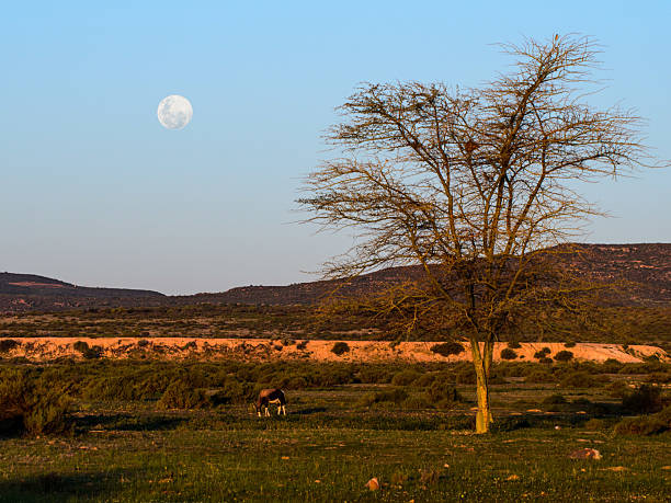 istock Bontebok grazing under full moon in Bushmanskloof. 2239123064