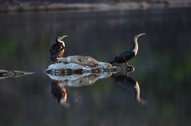 Two cormorants find a peaceful perch on a rock in Bushmanskloof, reflecting in the calm water as they rest or dry their wings.