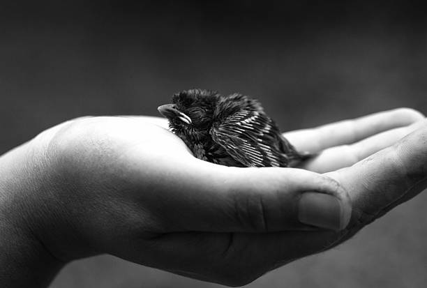 istock A man holds a baby sparrow in his hand. 2239126588