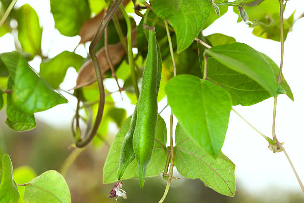 istock Flowering beans in the garden. Growing red beans 2239126782