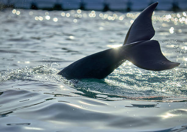 Dolphins swimming against the sun