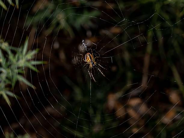 istock Cross Orb Weaver Spider In Perfect Web. 2239130337