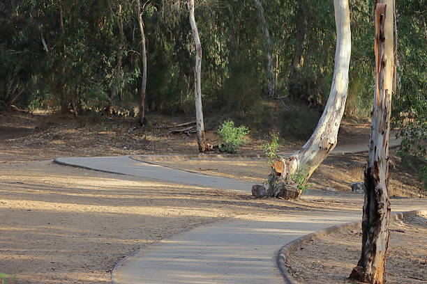 istock Rural road through eucalyptus forest in Australia. 2239132595