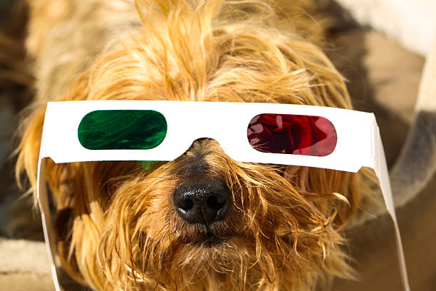 close-up of a curt yorkshire terrier wearing 3D glasses. a funny and creative pet portrait perfext for concetps about humor, entertainment, cinema, or playful lifestyle themes.