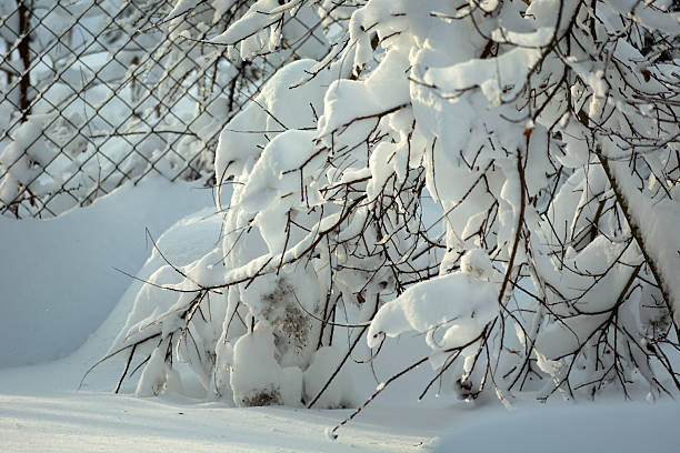 Lots of snow on the branches, sunny winter day