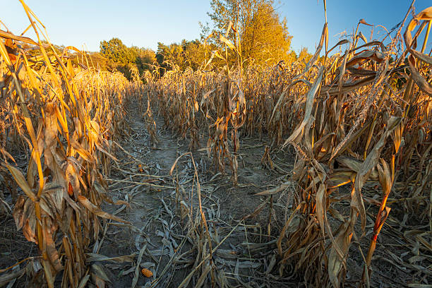 In a field of dry corn, Czulczyce, Lubelskie, Poland
