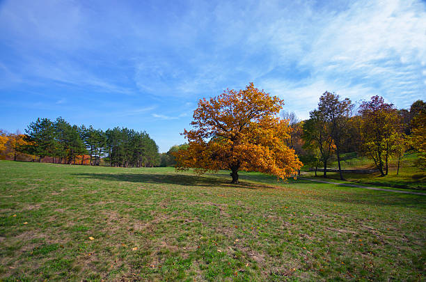 A peaceful park with lush green trees and a dirt path leading to a solitary bench. It is a calm spring afternoon with vibrant foliage.