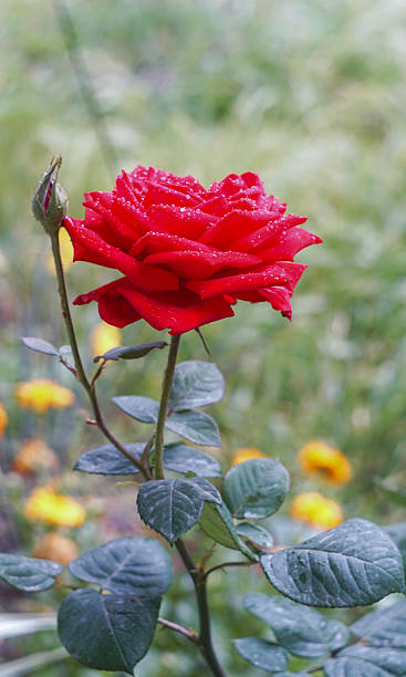 istock Water drops on a rose flower 2239136452