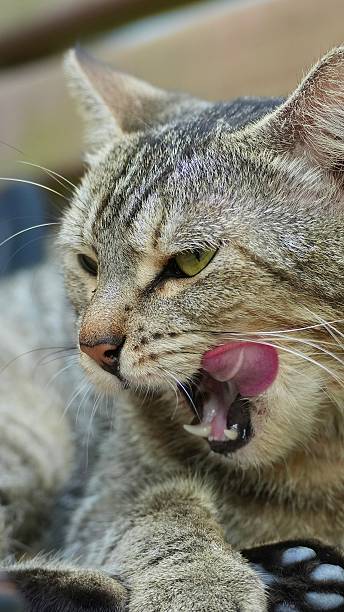 istock A cat after a hearty meal 2239140461